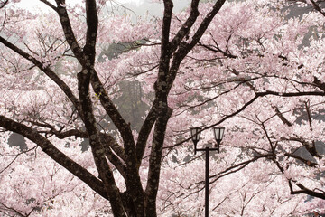 ソメイヨシノ　桜　桜の花　春　日本的