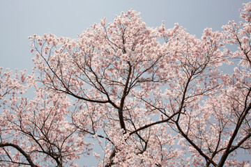 ソメイヨシノ　桜　桜の花　春　日本的