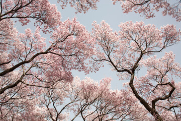 ソメイヨシノ　桜　桜の花　春　日本的