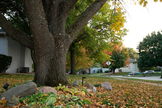Iowa Des Moines Clive Neighborhood Autumn (Fall)  Orange Maple Trees