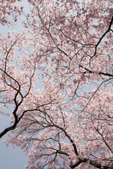 ソメイヨシノ　桜　桜の花　春　日本的