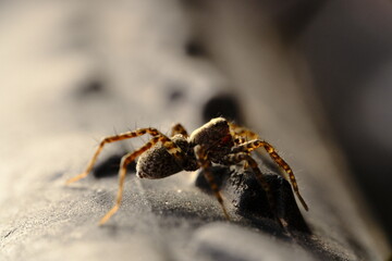 Spider String 2