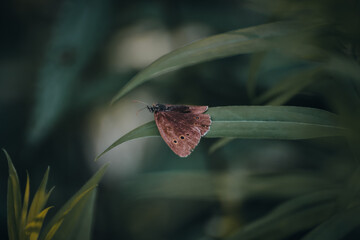 butterfly on a leaf
