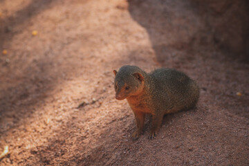 close up of a cute mongoose