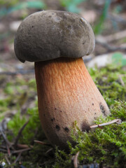 Fungo Porcino nero (Boletus aereus),primo piano nel sottobosco