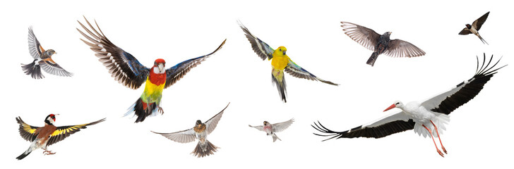 group of birds flying in the air isolated on white background - obrazy, fototapety, plakaty