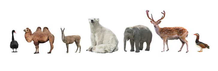 Foto op Canvas Large group of wild animals of the zoo together on a white background © fotomaster