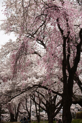 ソメイヨシノ　しだれざくら　桜　桜の花　春　日本的