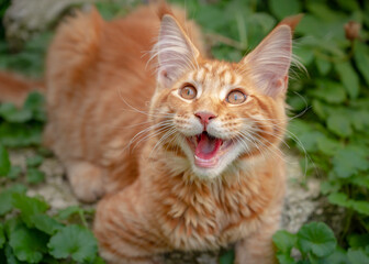 Naklejka na ściany i meble Playful ginger Maine Coon kitten lies outdoors. Beautiful big Red cat.