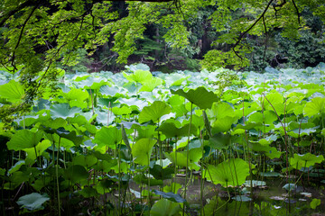 蓮池　ハス　池
