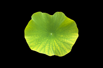 Isolated a young single lotus leaf with clipping paths.