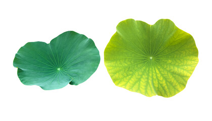 Isolated a young single lotus leaf with clipping paths.