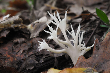 Fungo bianco ramificato, (Clavulina cristata) tra le foglie nel sottobosco,primo piano