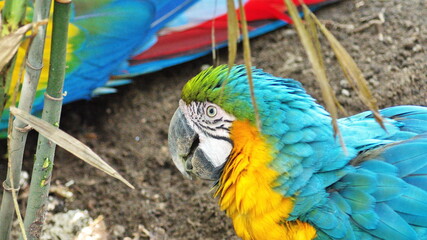 Close up of a blue-and-yellow macaw (Ara ararauna) at the Quito Zoo in Guallabamba, Ecuador