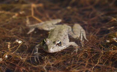 Young Marsh Frog in swamp, Pelophylax ridibundus
