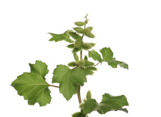 Greater Burdock green stem, Arctium lappa, isolated on white background