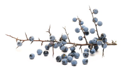 Fresh blackthorn berries with twig, prunus spinosa isolated on white background