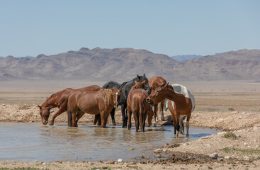 Fototapeta premium Herd of Wild Horses at a Desert Waterhole in Utah