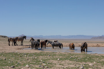 Herd of Wild Horses at a Desert Waterhole in Utah