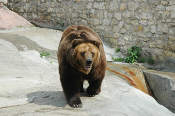A brown bear walks around the enclosure. A bear on a walk in the zoo.