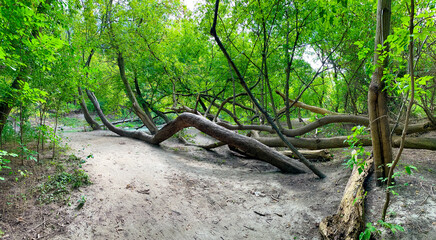Twisted tree trunks in the Moccasin Trail Park in Toronto Canada