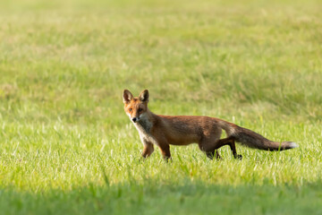 lis pospolity Vulpes vulpes © Robert