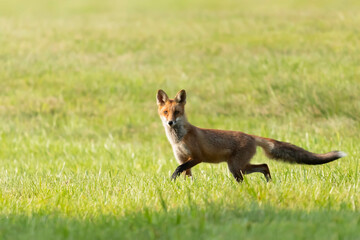 lis pospolity Vulpes vulpes