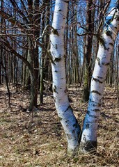 birch trees 