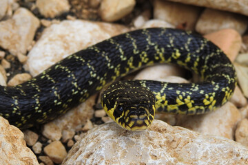 Serpente Biacco (Hierophis viridiflavus) ritratto tra le pietre