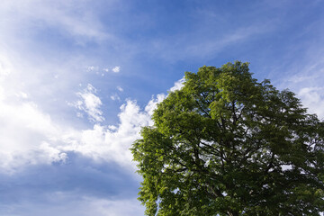 空と大きな木のイメージ