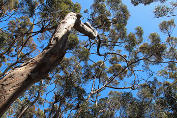 trees (eucalyptus ?) at kangaroo island (australia) 