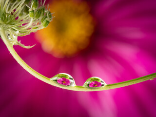 flower and dew drops - macro photo