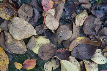 leafs