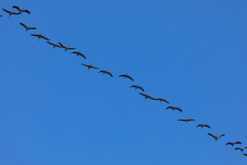 Huge cranes, flying over the Ebro river in November, on their migration to southern Spain or Africa, looking for warmer climates to live in