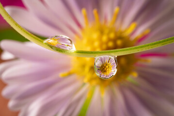 flower and dew drops - macro photo - Powered by Adobe