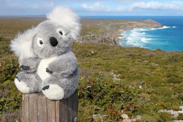 stuffed koala and littoral at kangaroo island (australia)  © frdric