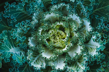 Top view of white-green decorative cabbage looking like a big carved flower. Deep colors. Natural decoration of the landscape or garden. 
