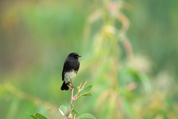 Pied bush chat in beautiful habitat