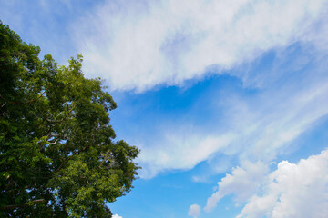Beautiful tree on blue sky background
