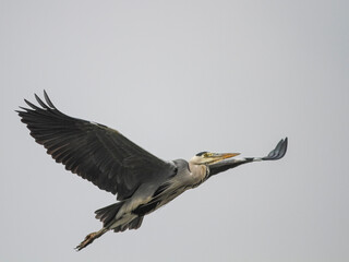 Heron in flight