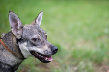 Funny dog smilling