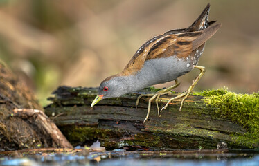 Little crake bird ( Porzana parva )