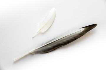 Two feathers on white background
