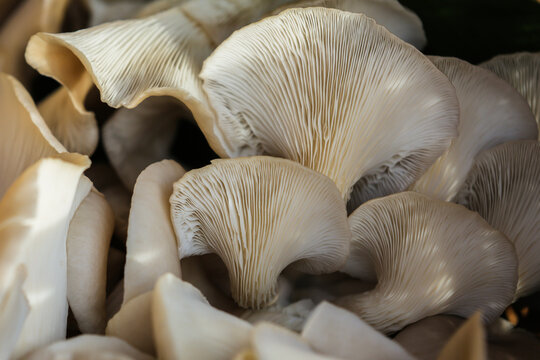 growing mushrooms in plastic bottles products