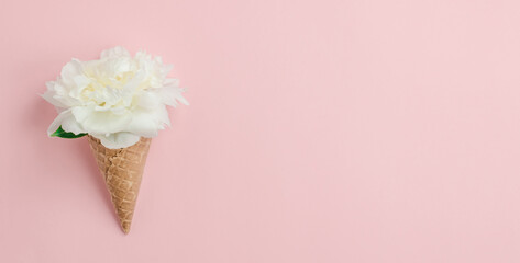 White peony flower in a waffle cup for ice cream on a pink background, banner. Spring and summer concept, minimalism. Copy space