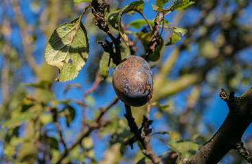 Sick plum fruit hanging on the tree at early autumn on a bright sunny day.