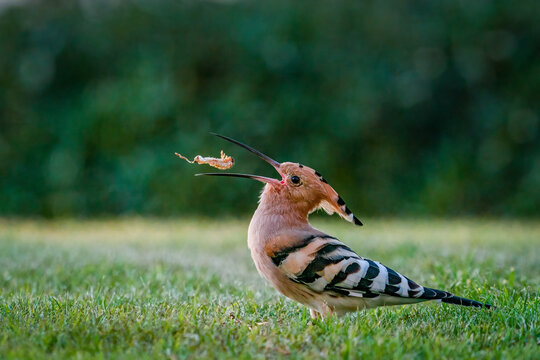 Watch the Beautiful Hoopoe in Slow Motion Flight | The Ark In Space