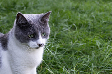 Naklejka na ściany i meble Handsome cat sitting on the green grass.