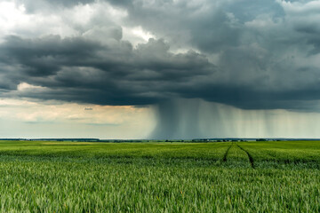 the movement of clouds over an agricultural field with wheat. A storm and rain gray cloud floats...