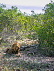Lion in the bushes. Kruger National Park. Safari in South Africa. Savanna. Natural habitat. Wild animal photography 
